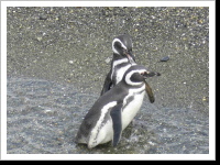 Ushuaia, die Hauptstadt der Pinguine, so heisst es. Nun, hier gibt es einige von denen.