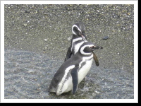 Ushuaia, die Hauptstadt der Pinguine, so heisst es. Nun, hier gibt es einige von denen. Ushuaia, die Hauptstadt der Pinguine, so heisst es. Nun, hier gibt es einige von denen.